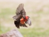 Vermilion Flycatcher