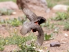 Vermilion Flycatcher