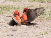 Vermilion Flycatcher