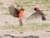 Vermilion Flycatcher