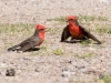 Vermilion Flycatcher