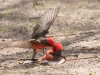 Vermilion Flycatcher