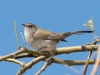 Bewick's Wren