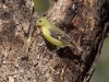 Lesser Goldfinch