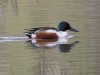 Northern Shoveler