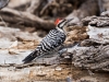 Ladder-backed Woodpecker