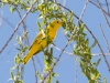 Yellow Warbler