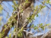 Pine Siskin