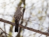 Townsend's Solitaire