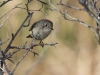 Ruby-crowned Kinglet