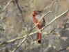 Pyrrhuloxia