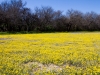 Gordon's Bladderpod