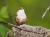 Canyon Wren