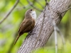 Canyon Wren