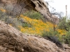 California Poppy