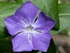 Bigleaf Periwinkle