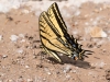 Two-tailed Swallowtail Butterfly