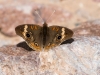 Common Buckeye Butterfly