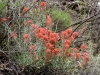 Wholeleaf Indian Paintbrush
