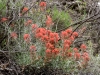 Wholeleaf Indian Paintbrush