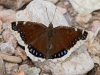 Mourning Cloak Butterfly