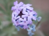 Dakota Mock Vervain