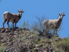 Bighorn Sheep