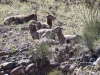 Bighorn Sheep