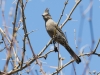 Phainopepla