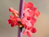 Superb Beardtongue