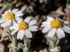 White Woolly Daisy