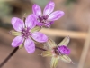 Redstem Stork's Bill