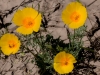 California Poppy