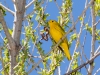 Yellow Warbler