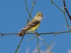 Lesser Goldfinch