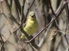 Lesser Goldfinch