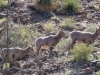 Bighorn Sheep