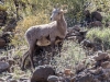 Bighorn Sheep