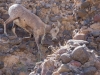 Bighorn Sheep