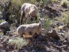 Bighorn Sheep