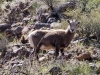 Bighorn Sheep