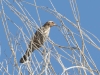 Red-winged Blackbird