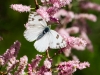 Checkered White