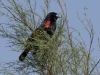 Red-winged Blackbird