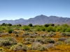 Estrella Mountain and Globe Chamomile