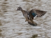 Wood Duck