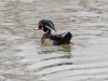 Wood Duck