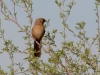 Abert's Towhee