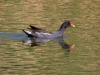 Common Gallinule