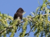 Black Phoebe